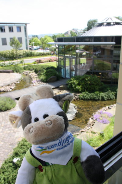 (Foto: Schröder) Wilma schaut sich die Geschäftsstelle der Landjugend Rheinland-Nassau in Koblenz an.