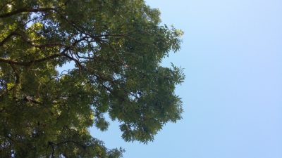 (Foto: Schmidt) Der Kontrast - Es gibt auch mal eine Minute, um das Wetter unter einem Baum zu genießen