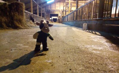 (Foto: Weber) Wilma guckt sich den Stall ihrer Kolleginnen sehr genau an