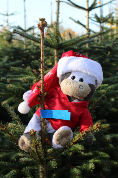 (Foto: WLL/Engberding) Wilma hat schon das Weihnachtsfieber gepackt