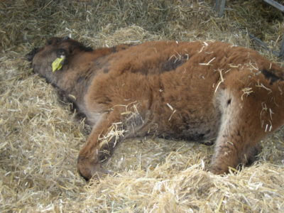 (Foto: Matilda Huesmann) Das Bison-Kälbchen Bobby
