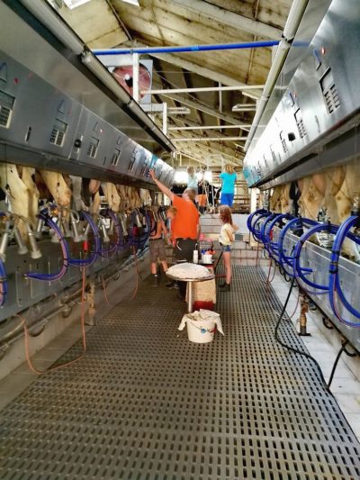 (Foto: WLL/Maletz) Im Melkstall