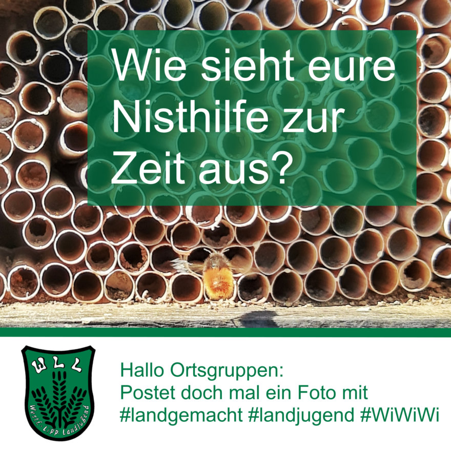 (Foto: WLL/Welpelo) Was ist bei eurem Insektenhotel los?